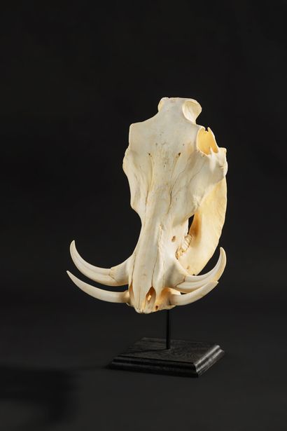 null Modern presentation for this Warthog skull

Total height 46 - Width 28 cm