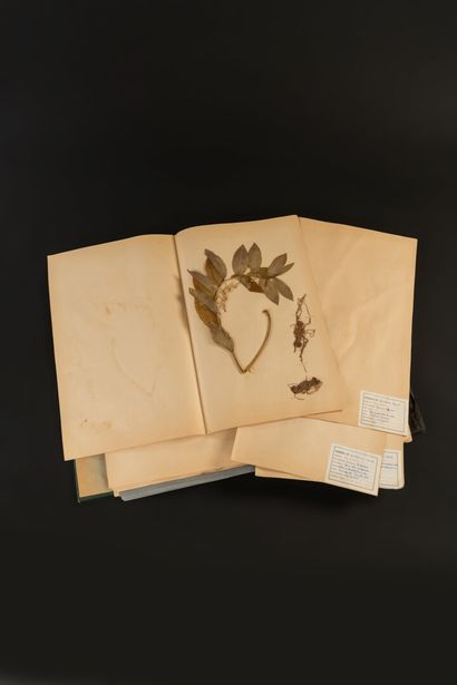 null Herbarium composed of 40 plates, around 1968-70 in the localities of Chambray,...