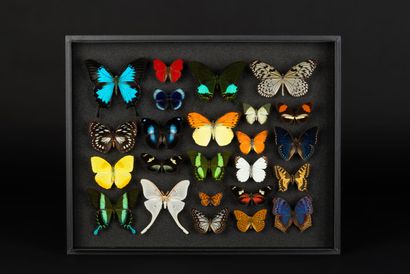 null Composition of a panel of butterflies of the world

Dim. 39 x 50 cm