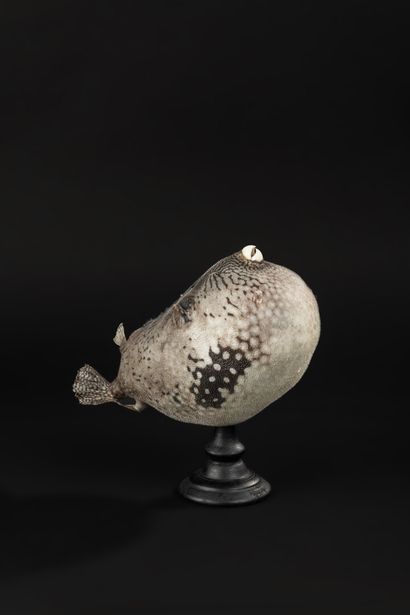 null Interesting fugu fish on a wooden base

Total height 23 - Width 25 cm