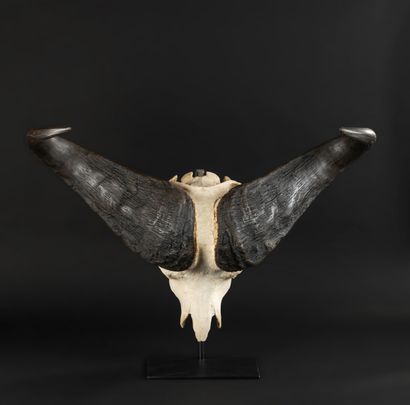 null Beautiful Buffalo skull on a base.

Syncerus caffer.

Total height 69 - Width...