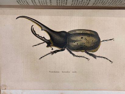 null Histoire des animaux articulés

Tome 2 : Histoire naturelle des insectes coléoptères,...