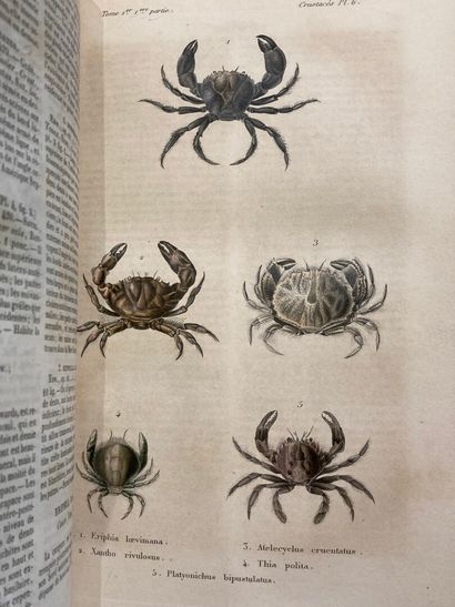 null Histoire des animaux articulés

Tome 2 : Histoire naturelle des insectes coléoptères,...