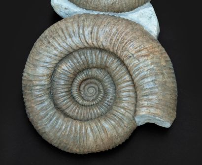 null Importante ammonite Dorsoplanites sp. - Tithonien (jurassique supérieur) de...