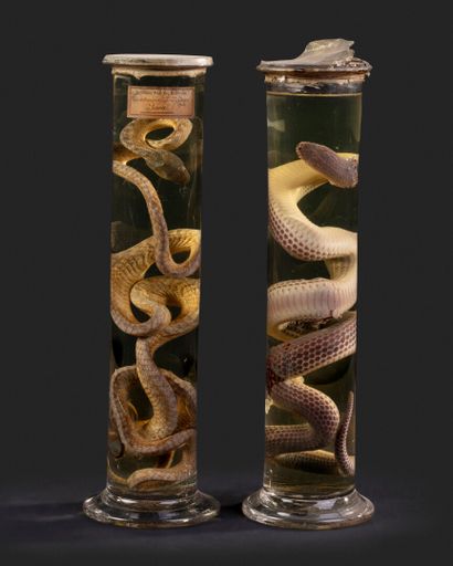 null Lot de deux magnifiques fioles de conservation avec un serpent :

- Flacon avec...