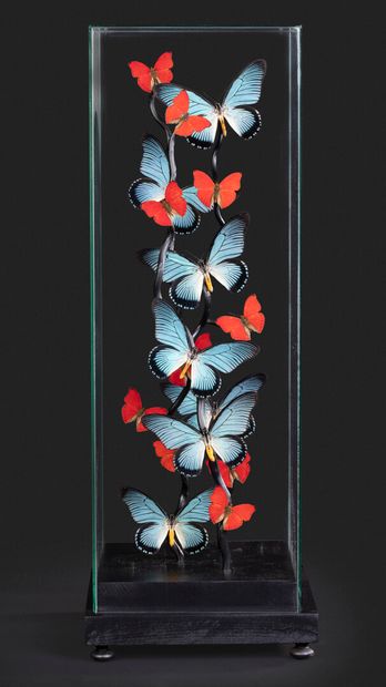 null Cage de verre une composition de Papilio Zalmoxis en Cymothoe sangaris

Haut....