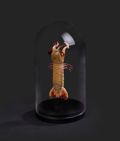 null Globe de verre avec une présentation d'une crevette mante ou Gonodactylus chiragra.

Elles...