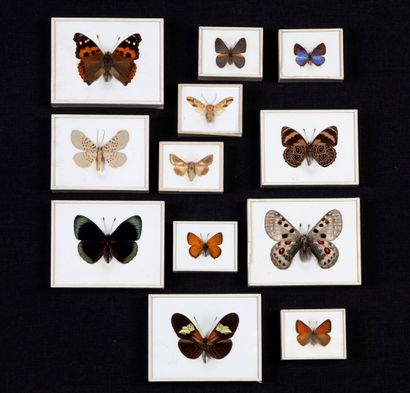 null Magnifique collection de 12 coffrets de papillons XIXème.

Coffret breveté by...