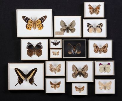 null Magnifique collection de 16 coffrets de papillons XIXème

Coffret breveté by...