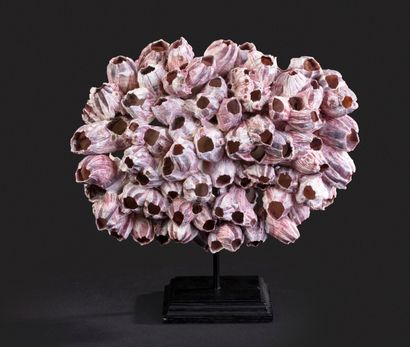 null Bouquet de Balanus géant sur socle

Haut. 30 - Larg. 32 cm