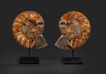 null Ammonite Cleoniceras sciée et polie en paire. Le polissage laisse apparaître...