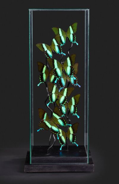 null Cage de verre avec composition de Papilio blumei

Haut. 63 - Larg. 27 cm