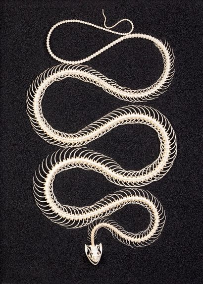 null Squelette de serpent encadré, Coelognathus radiatus

Dim (cadre) : 50 x 39 ...