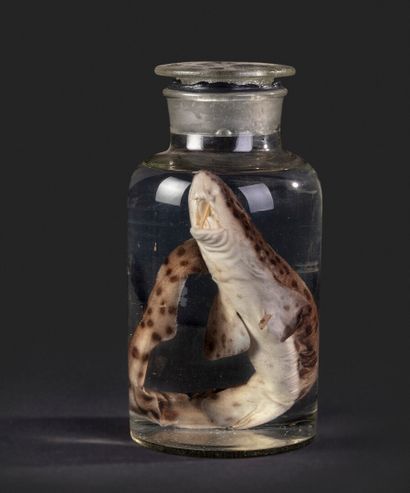 null Requin en liquide conservateur dans une fiole en verre, NR

Roussette Scylorhinus...