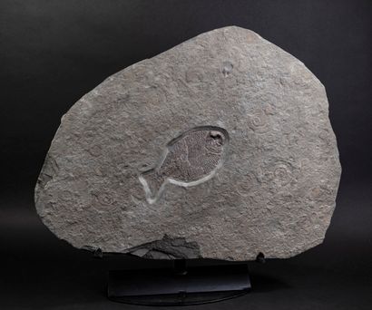 null Grande plaque fossile avec un poisson Dapedium sur un tapis d'ammonite

Toarcien...