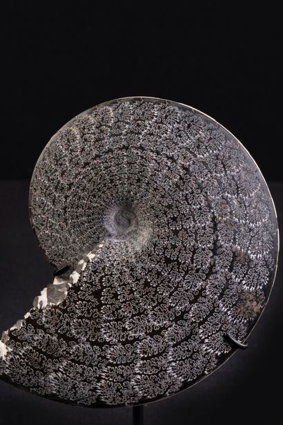 null Rare et superbe Ammonite Placenticeras meeti (meeki) du crétacé

Période Campanien...