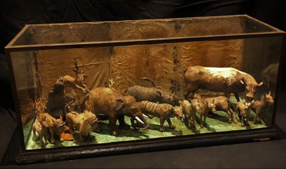 null Vitrine en verre et bois contenant une série de quinze animaux africains en...