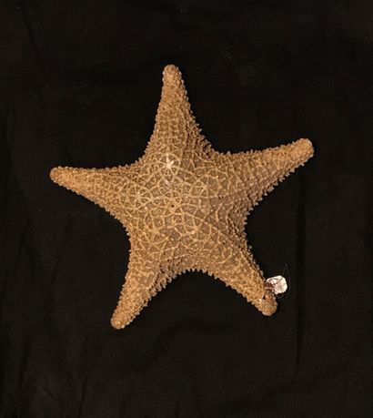 null Une étoile de mer

Long. 31 cm