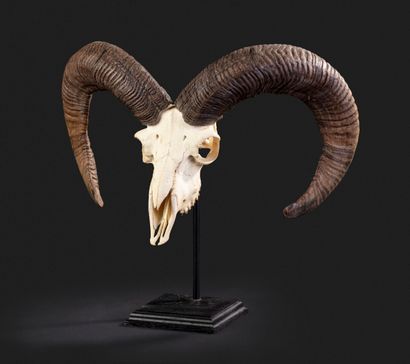 null Présentation originale d'un crâne de mouflon sur socle

Haut. totale : 41 cm...