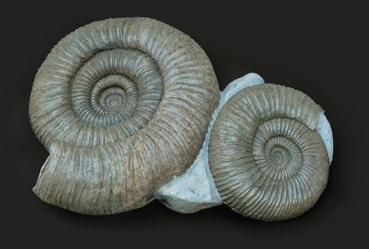 null Importante ammonite Dorsoplanites sp. - Tithonien (jurassique supérieur) de...