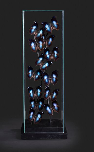 null Cage de verre une composition de Napeocles jucunda

Haut. 63 - Larg. 23 cm
