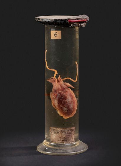 null Flacon anatomique avec une sèche de chez Boubées & Compagnie

Haut. 26 cm