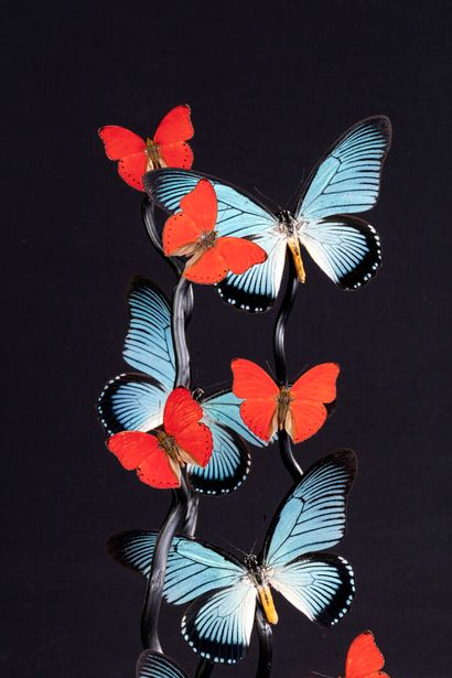 null Cage de verre une composition de Papilio Zalmoxis en Cymothoe sangaris

Haut....
