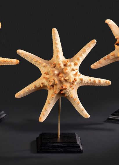 null Très rare étoile de mer à cornes pathologique (Protoreaster à 7 branches)

Haut. sur...