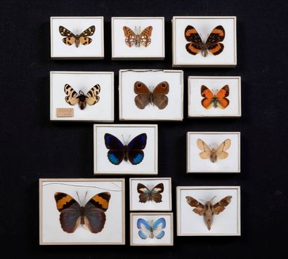 null Magnifique collection de 12 coffrets de papillons XIXème

Coffret breveté by...