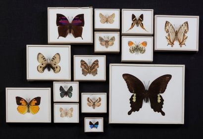 null Magnifiques collections de 14 coffrets de papillons XIXème

Coffret breveté...