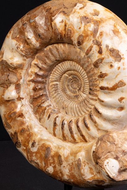 null Ammonite nacrée sur socle tournant. Kranaosphinctes

Haut. totale : 45 - Larg. 34...