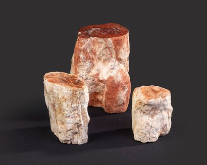 null 3 buchettes de bois fossile, Araucaria

Long. 9 à 15 cm