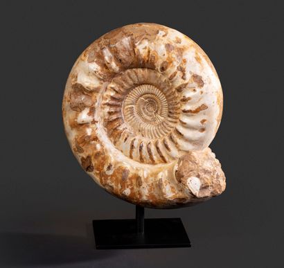 null Ammonite nacrée sur socle tournant. Kranaosphinctes

Haut. totale : 45 - Larg. 34...