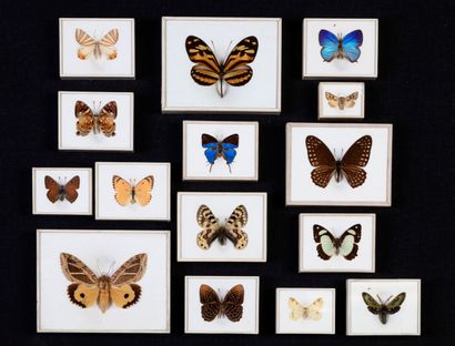 null Magnifique collection de 15 coffrets de papillons XIXème

Coffret breveté by...