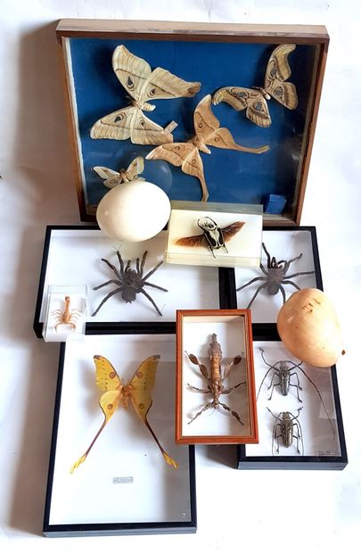 null Ensemble d'entomologie composé de deux mygales du Pérou, d'un scarabée ailes...