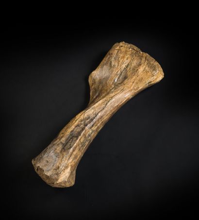 null Grand tibia de mammouth de la mer du Nord
Pliocène
Long. 80 cm