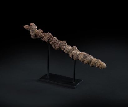 null Coprolithe (fossile en oxyde de fer de déjection de tortue)
Long. 28,5 cm (dimension...