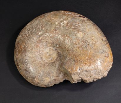 null Grande ammonite persillée polie sur une face

Long. 39 cm