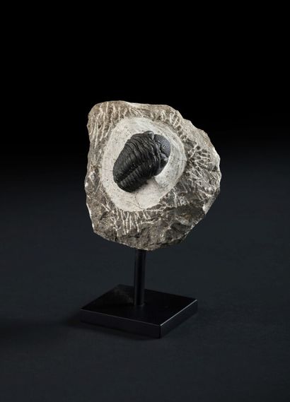 null Fossile de trilobite Phacops avec sa gangue
Maroc
Long. 11,5 cm
