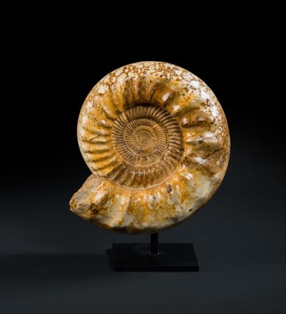null Ammonite blanche nacrée Kranaosphincites
Oxfordien, Jurassique Supérieur (163-157...