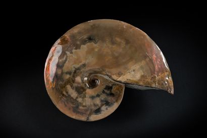 null Ammonite opalescente rouge Placenticeras Meeki
Shale formation du Dakota du...