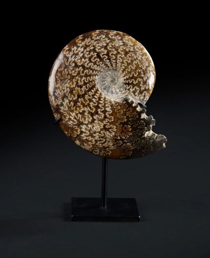 null Belle ammonite sur socle avec une parfaite conservation de la structure de croissances...