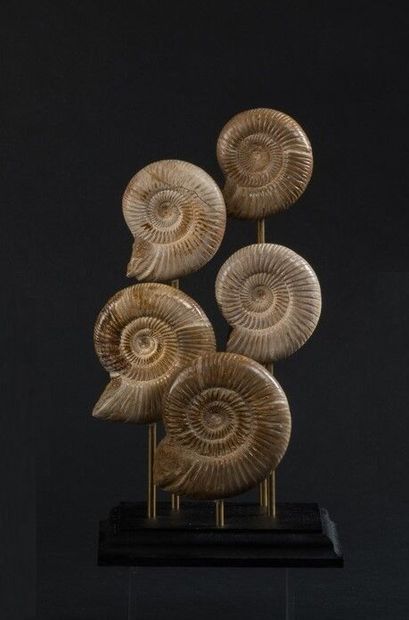 null Cinq petites Ammonites Cranosphinctes
Belle qualité de fossile
Haut. 27 cm