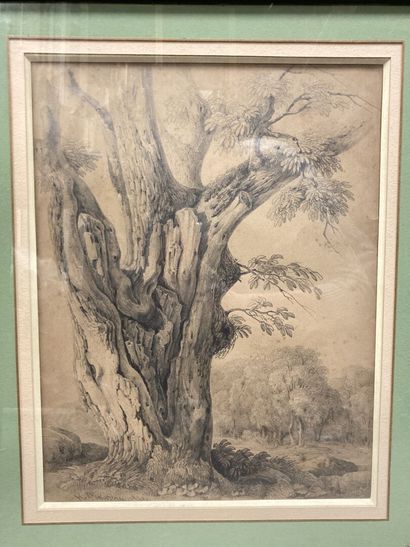 null French school of the 19th century
Trunk of trees
Two pencil drawings, one signed...