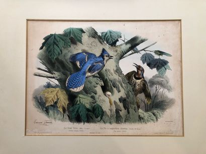 null Edouard TRAVIES, after
The Blue Jay and the Woodpecker with golden sticks, 
...