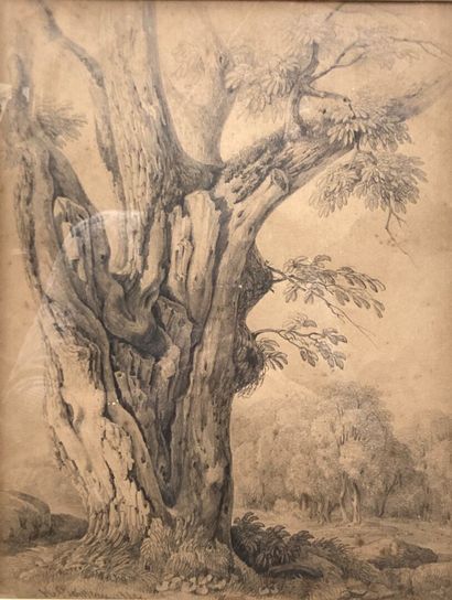 null French school of the 19th century
Trunk of trees
Two pencil drawings, one signed...