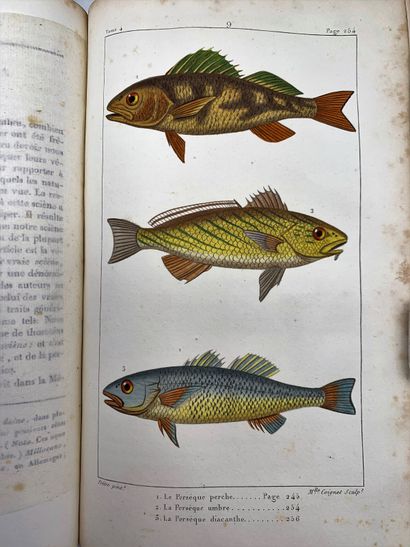 null Batch of 5 volumes 

 LACEPEDE Bernard Germain de 

the Natural History of the...