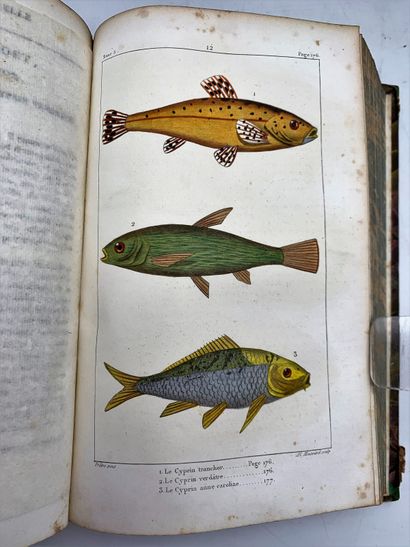 null Batch of 5 volumes 

 LACEPEDE Bernard Germain de 

the Natural History of the...