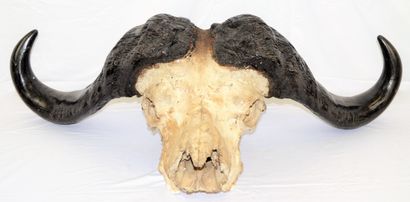null Massacre de buffle africain, largeur: 103, hauteur: 39 cm.