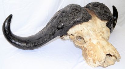  Massacre de buffle africain, largeur: 103, hauteur: 39 cm.